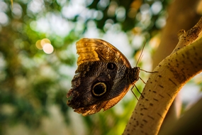 静静停靠在树干边的野蝴蝶图片